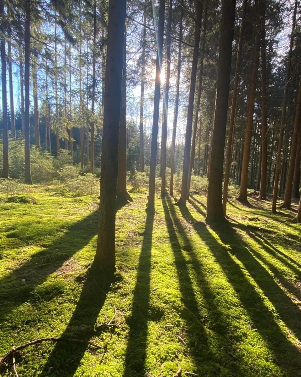 Ruhiger Waldweg im Grünen – Coaching und Therapie in Bewegung («Waldbaden») rund um Zürich